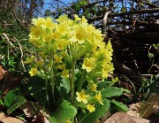 Festa di fiori sui sentieri per il Monte Ubione-19mar24